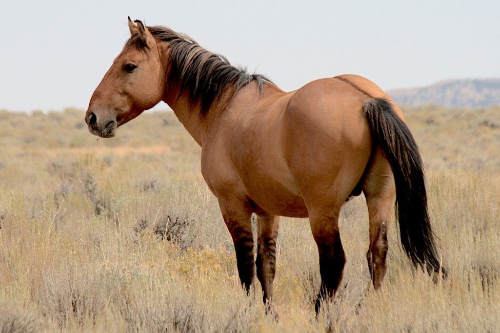 Bai Dun